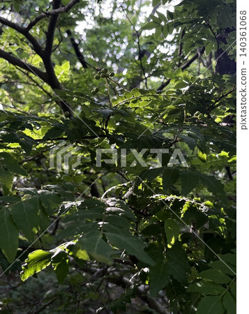 初夏時節，森林裡的日本胡椒樹結滿了果實。 140361068