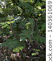 Japanese pepper trees bearing fruit in the forest in early summer. Japanese pepper trees bearing fruit in the forest in early summer. 140361069