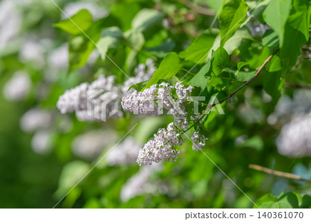 Relaxing purple blossom branch contrasted with vibrant green environment. Soothing lilac stem encircled by gentle verdant background with soft lighting and fine petal details Relaxing purple blossom branch contrasted with vibrant green environment. Soothing lilac stem encircled by gentle verdant background with soft lighting and fine petal details 140361070