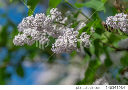 Lilacs under sky. Sunlight softly highlights lush green leaves and lavender blooms. Gentle daylight bathes gentle violet blossoms and vibrant leafy frames around them Lilacs under sky. Sunlight softly highlights lush green leaves and lavender blooms. Gentle daylight bathes gentle violet blossoms and vibrant leafy frames around them 140361084