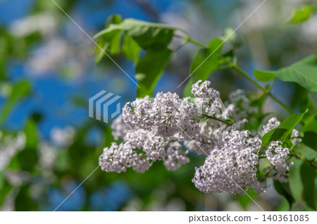 Gentle lilac branch moving softly. Bright blue sky with lilac blossoms gently dancing in wind. Vivid outdoor garden scene featuring lilac branches swaying under clear blue sky Gentle lilac branch moving softly. Bright blue sky with lilac blossoms gently dancing in wind. Vivid outdoor garden scene featuring lilac branches swaying under clear blue sky 140361085
