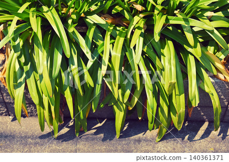 Planting, landscaping, exterior Planting, landscaping, exterior 140361371
