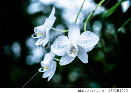 A close-up of a pure white orchid flower with water droplets, beautifully illuminated against a dark background. A close-up of a pure white orchid flower with water droplets, beautifully illuminated against a dark background. 140361433