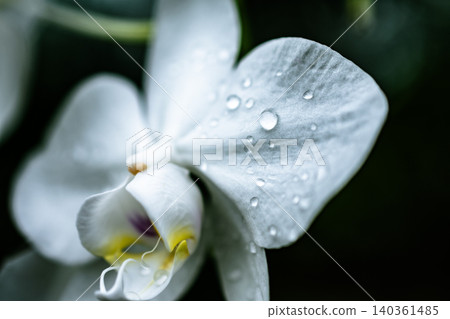 A macro close-up of pure white orchid petals covered in raindrops after the rain. A macro close-up of pure white orchid petals covered in raindrops after the rain. 140361485