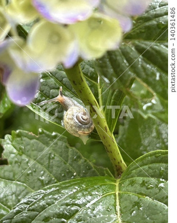 Snails on hydrangea leaves Snails on hydrangea leaves 140361486