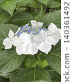 hydrangea   140361492