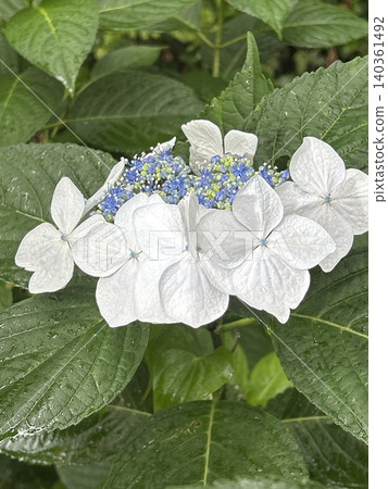 hydrangea hydrangea 140361492