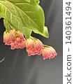 Red tree flowers 140361494