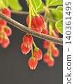 Red tree flowers 140361495