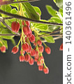 Red tree flowers 140361496