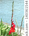 Crimson Gladiolus 140361544