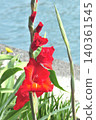 Crimson Gladiolus 140361545