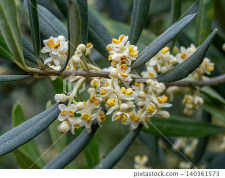 Olive flowers Olive flowers 140361573
