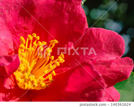 red camellia flower red camellia flower 140361624