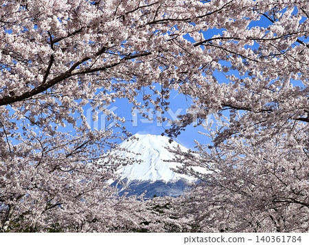 盛開的櫻花和富士山 盛開的櫻花和富士山 140361784