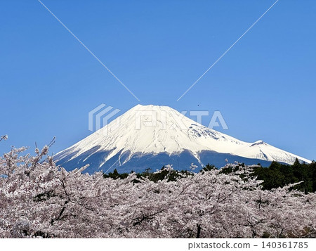 富士和櫻花 富士和櫻花 140361785