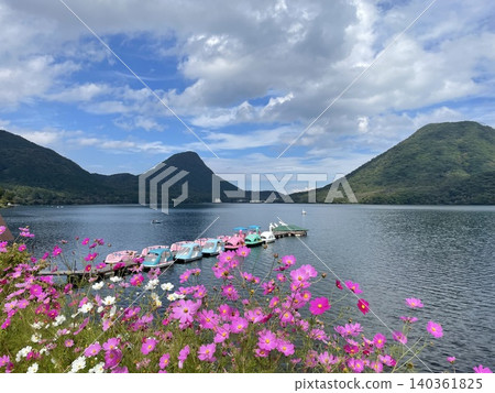 Autumn scenery of Lake Haruna and Mount Haruna with cosmos flowers in bloom, and swan boats. Autumn scenery of Lake Haruna and Mount Haruna with cosmos flowers in bloom, and swan boats. 140361825