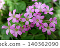 紫花酢漿草，千葉縣柏市 140362090