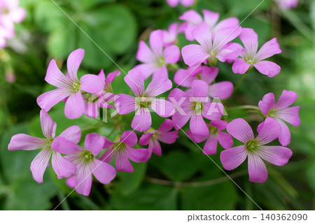 紫花酢漿草，千葉縣柏市 140362090
