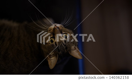 Kijitora cat staring Kijitora cat staring 140362158