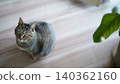 Kijitora cat staring 140362160