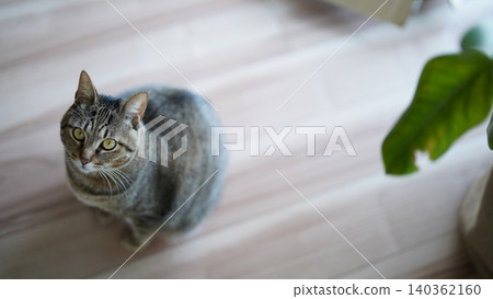 Kijitora cat staring Kijitora cat staring 140362160