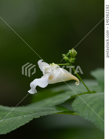初夏森林裡的白花風鈴草 初夏森林裡的白花風鈴草 140362192
