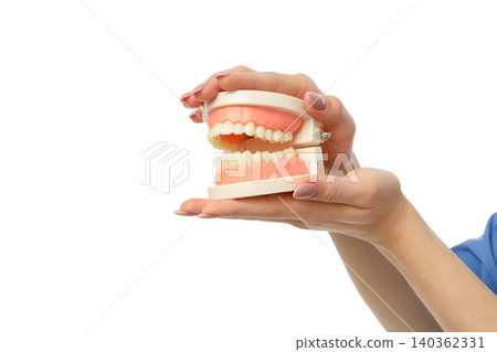 A person holds a dental model showing teeth, isolated, PNG A person holds a dental model showing teeth, isolated, PNG 140362331