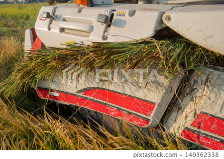 rice harvesting, ear of rice, combine 140362338