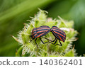 一對紅條紋椿象正在植物上交配。 140362401