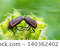 兩隻紅條紋臭蟲停在植物上。 140362402