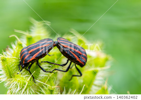 Two red-striped stink bugs perched on a plant. Two red-striped stink bugs perched on a plant. 140362402