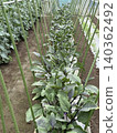 Eggplants grown in open fields 140362492