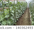 Cucumbers grown in open fields 140362493