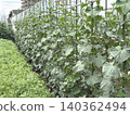 Cucumbers grown in open fields 140362494