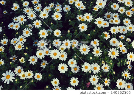 A flower garden with white flowers 140362505