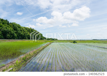 水稻種植後的稻田 水稻種植後的稻田 140362523