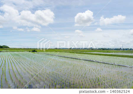 Rice paddy after rice planting Rice paddy after rice planting 140362524