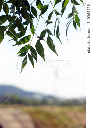 Chinaberry trees on the riverbank Chinaberry trees on the riverbank 140362536