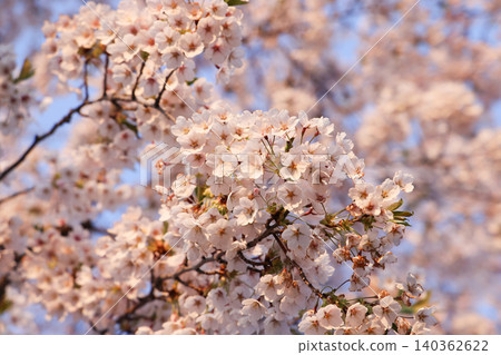April 25 2026 Close up Of Cherry Blossoms At Goryokaku Park Hokkaido April 25 2026 Close up Of Cherry Blossoms At Goryokaku Park Hokkaido 140362622