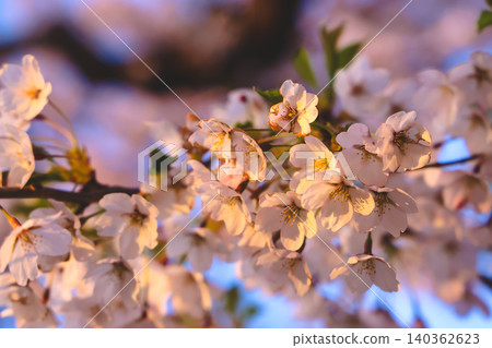 April 25 2026 Cherry Blossoms At Goryokaku Park Hokkaido 140362623