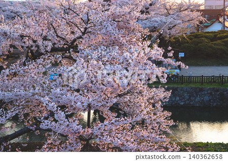 April 25 2026 Cherry Blossoms Along Goryokaku Moat At Sunset April 25 2026 Cherry Blossoms Along Goryokaku Moat At Sunset 140362658