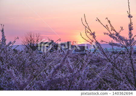 April 25 2026 Cherry Blossoms Glowing At Sunset Over Goryokaku April 25 2026 Cherry Blossoms Glowing At Sunset Over Goryokaku 140362694
