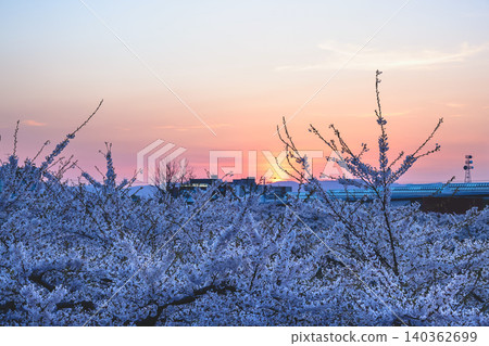 April 25 2026 Cherry Blossoms Glowing At Sunset Over Goryokaku April 25 2026 Cherry Blossoms Glowing At Sunset Over Goryokaku 140362699