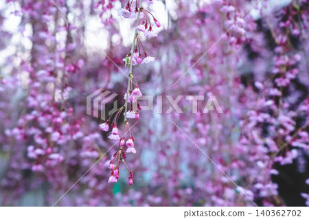 April 25 2026 Delicate Weeping Cherry Blossoms In Soft Spring Light April 25 2026 Delicate Weeping Cherry Blossoms In Soft Spring Light 140362702