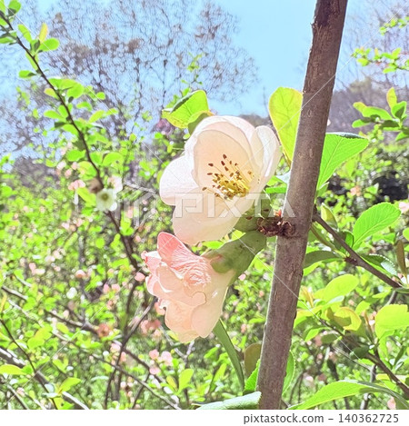 樹上盛開著粉紅色的櫻花 樹上盛開著粉紅色的櫻花 140362725