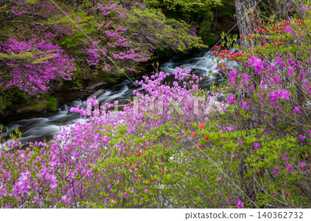 溪水兩岸綠葉蔥蘢,杜鵑花盛開。 溪水兩岸綠葉蔥蘢,杜鵑花盛開。 140362732