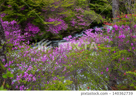 Azaleas and the flow of fresh greenery Azaleas and the flow of fresh greenery 140362739