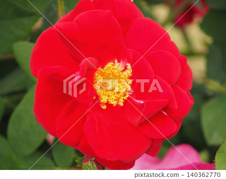Rose (Rosa gallica officinalis, 20260515073719) Rose (Rosa gallica officinalis, 20260515073719) 140362770