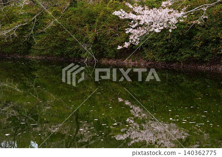 Cherry blossoms reflected on the water's surface Cherry blossoms reflected on the water's surface 140362775